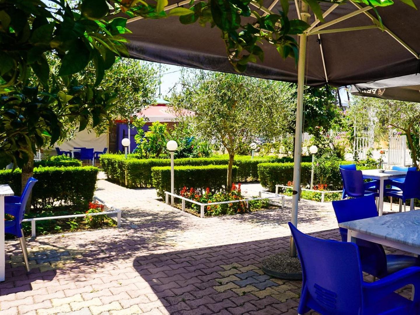 A paved path between clipped hedges and flowerbeds under small olive trees, with blue chairs and tables beneath dark parasols